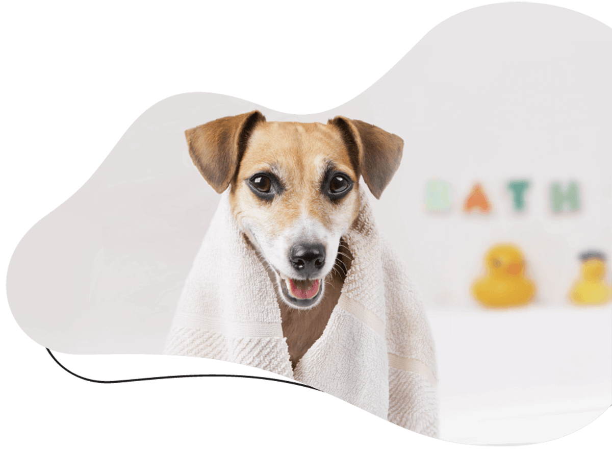 https://deluxedogcatgrooming.co.uk/wp-content/uploads/2019/07/hero_image_01.png