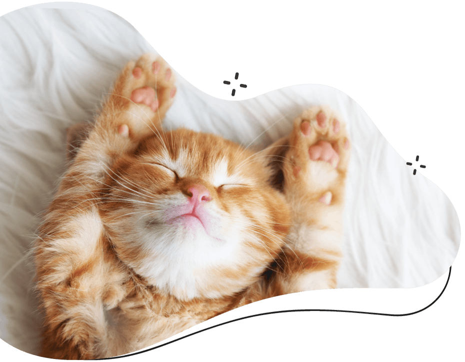 https://deluxedogcatgrooming.co.uk/wp-content/uploads/2019/08/inner_cat.png